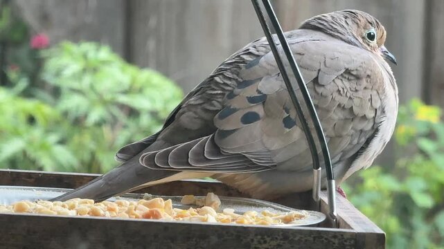Mourning dove fluffed up and resting on feeder