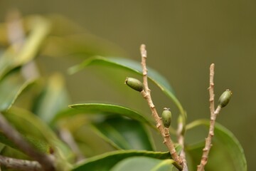 Black ash tree with green leaves and small flowers, captured in a Korean forest. Used as a traditional medicinal plant.