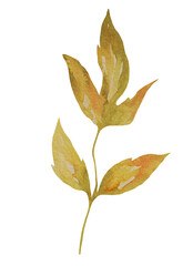 Watercolor peony leaf illustration | Hand painted transparent PNG botanical element for logo design, wedding invitation, branding, stationery, eco packaging, natural product identity