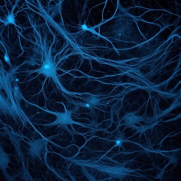 Stem cell-derived neurons network in culture 