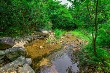 Obraz premium 緑に包まれた石垣島の森を流れる癒しの川