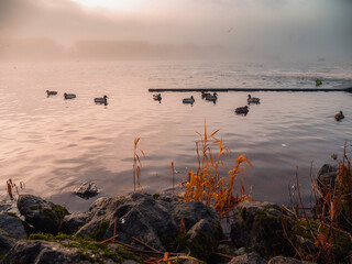 Wild birds in river Shannon, water dam area of Athlone city, Ireland. Fog over water and warm...