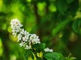 A tree with white flowers is in a green field. The flowers are in full bloom and the tree is bare, Nature awakening concept.