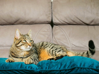 Glamor portrait of a brown tabby cat on a blue suede pillow, brown suede background out of focus.