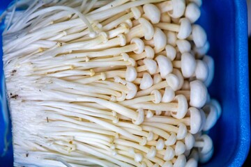 known as Enokitake, the Enoki mushroom Flammulina velutipes, is a variety widely used in oriental cuisine.