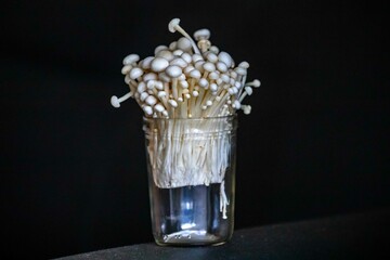 known as Enokitake, the Enoki mushroom Flammulina velutipes, is a variety widely used in oriental cuisine.