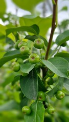 Fresh Green Crabapples on a Vibrant Branch