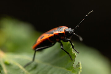 A close-up photograph of a single firebug with striking red and black markings resting on a green leaf