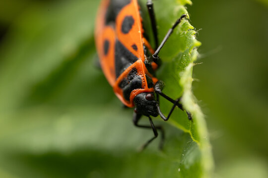 A close-up photograph of a single firebug with striking red and black markings resting on a green leaf