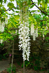 Fototapeta premium White Wisteria Close-up