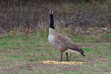 Canada Goose Feeding On Corn Provided For Them By Visitors In An Urban Field In Wisconsin In Spring
