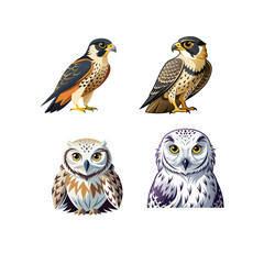 owl on white background