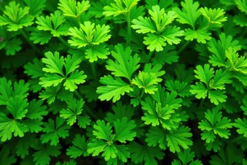 Close-up view of parsley forming a geometric pattern , pattern, line