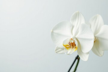 Delicate white orchid blossom against pure white backdrop, floral, studio