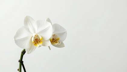 Delicate white orchid blossom against pure white background , floral, photography
