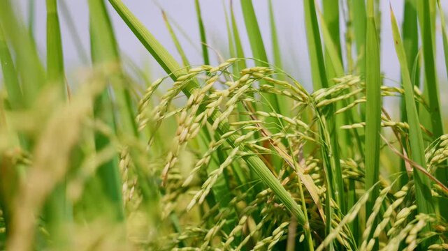 Arroz cultivo primer plano verde con cielo azul 