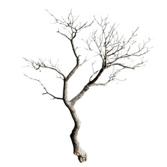 Fototapeta premium Leafless tree with transparent background rising towards the sky