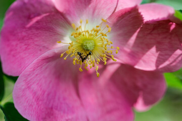 Beautiful pink flowers of Rosa pendulina in the botanical garden. the Alpine rose, mountain rose. a wild rose