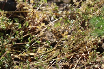 young black-tailed Skimmer