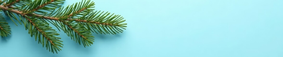 Obraz premium Isolated pine branch against pale blue background, forest, coniferous, pine