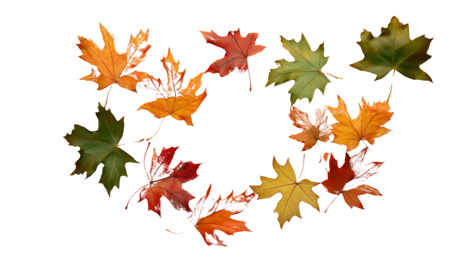 Colorful maple leaves forming heart shape on transparent background