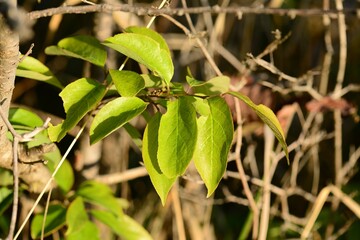 Clethra barbinervis, a Korean medicinal shrub, displays white flowers, rough bark, and green leaves in natural forest light.