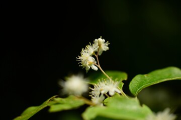 Clethra barbinervis, a Korean medicinal shrub, displays white flowers, rough bark, and green leaves in natural forest light.