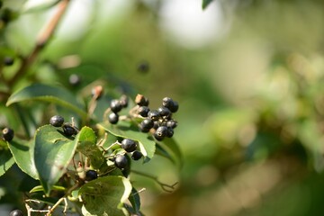 Clethra barbinervis, a Korean medicinal shrub, displays white flowers, rough bark, and green leaves in natural forest light.