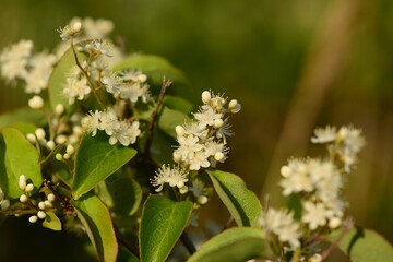 Clethra barbinervis, a Korean medicinal shrub, displays white flowers, rough bark, and green leaves in natural forest light.