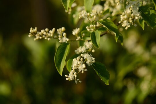 Clethra barbinervis, a Korean medicinal shrub, displays white flowers, rough bark, and green leaves in natural forest light.