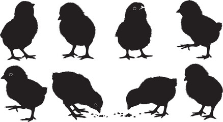Baby chickens silhouette vector illustration