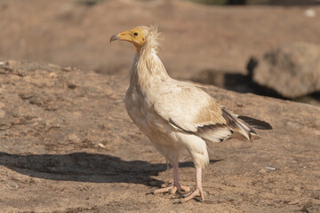 Egyptian vulture, white scavenger vulture, pharaoh's chicken - Neophron percnopterus standing on rock. Photo from Sierra de Gredos Mountain in Spain. Endangered specie.