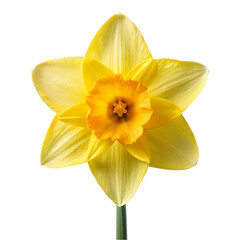 Fototapeta premium Yellow Daffodil Flower Image