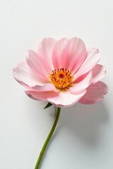 Fototapeta premium Delicate petals unfolding on a plain white surface, blooming, isolated, serene