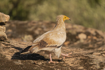 Egyptian vulture, white scavenger vulture, pharaoh's chicken - Neophron percnopterus standing on rock. Photo from Sierra de Gredos Mountain in Spain. Endangered specie.
