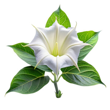 White Datura Flower: Images & Facts