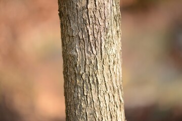 Symplocos chinensis, a Korean medicinal plant, showing white flowers, blue berries, and green leaves in seasonal forest.