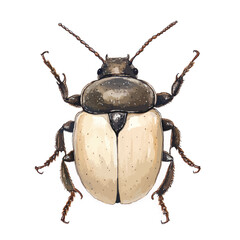 Detailed Illustration of a Beige and Brown Beetle with Intricate Details