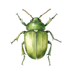 Detailed Illustration of a Vibrant Green Beetle