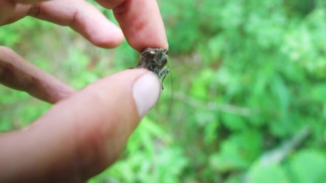 A cicada Cicadetta montana sings in the hands of an young naturalist. This is evidence of the instinctive mating and reproductive behavior (courtship display), compulsion of insects.