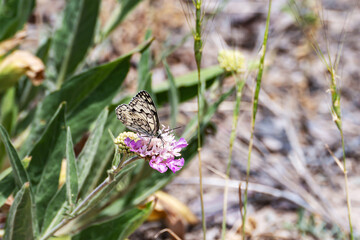 Day butterfly Russian marigold, or Russian marigold, or Russian melanargia (Melanargia russiae), sitting on a flower and eats nectar, illuminated by sunlight.