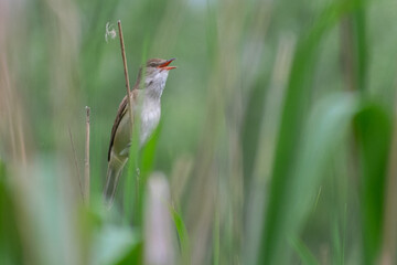Great Reed Warbler in the reed
