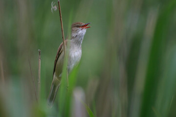 Great Reed Warbler on the reed
