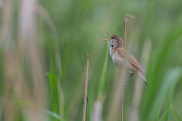 Great Reed Warbler in the village