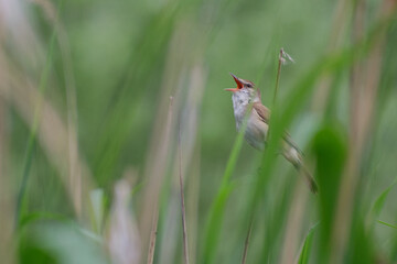 Great Reed Warbler on a green grass