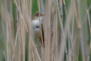 Common Reed Warbler 