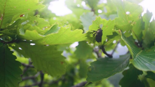 Mountain cicada (Cicadetta montana, male) (Cicadidae, Hemiptera) on slopes of seaside forest hills, broad-leaved oak forests in Sikhote Alin mountains. East Siberia