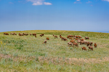 A flock of shorn sheep of the fat-tailed breed grazes on a yellow-green meadow on a hilltop on a hot sunny day, with a blue sky with clouds in the background.