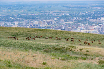 Naklejka premium A flock of shorn fat-tailed sheep graze in a yellow-green meadow on a hilltop on a hot sunny day against the backdrop of a panoramic view of Bishkek, the capital of Kyrgyzstan.