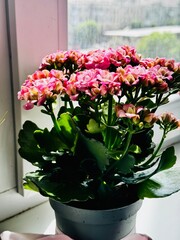 Pink Kalanchoe on the windowsill